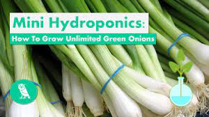 Mini Hydroponics Growing Unlimited Green Onions In A Glass Youtube