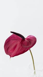 2160x3840 Flamingo Flower Dark Pink Portrait Wallpaper Flamingo Flower Dark Pink Flowers