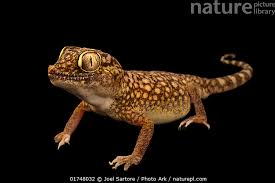 Image result for Macrotyloma stenophyllum