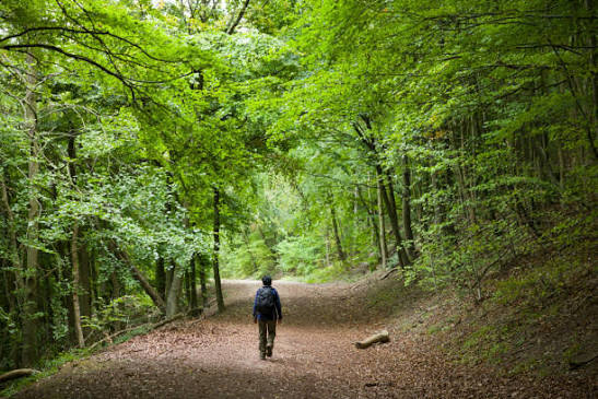 Forest path in the hills