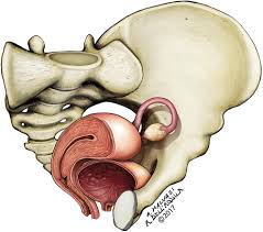 Functional anatomy of the male pelvic floor online course: Normal Ultrasound Female Pelvic Anatomy Springerlink
