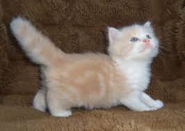 A cat named blackberry, who was found as a stray in 1983, was the mother of the munchkin breed. Munchkin Cat For Adoption Munchkin Cat Munchkin Kitten Cat Adoption
