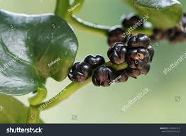 Image result for Basella alba