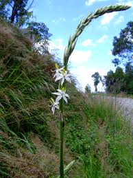 Image result for Chlorophytum bowkeri