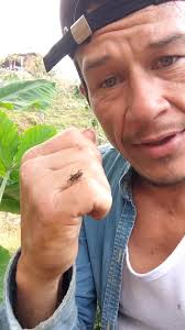 el enemigo de tus matas de platano el picudo rayado controlar esta plaga  con formol asiendo fumigacion permanente #parati #cultivo #picudo #plaga