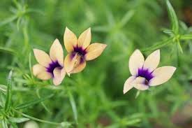 Image result for Monopsis stellarioides