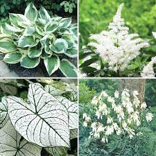 These durable plants thrive in the sun, and are incidentally, this plant will do okay in partial shade, though it won't produce as many flowers as it will in full sun. Shade Perennials Zone 7 S Container Plants Part Flowers Annuals Shade Perennials Part Shade Plants Container Plants