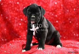 Black And White Boxer Puppy Cute Black And White Boxer Puppy Sitting On Red Background Buy Usage Rights To My Pic Via Fotolia White Boxer Puppies Boxer Puppy Boxer Dog Puppy