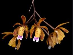Image result for Bulbophyllum cochleatum