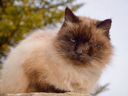 Sommaire comment reconnaître une péritonite infectieuse féline (pif) chez le chat ? Peritonite Infectieuse Feline Pif Doctissimo