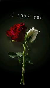 Pin By Russ On Flowers Love Rose Beautiful Roses Love You Images
