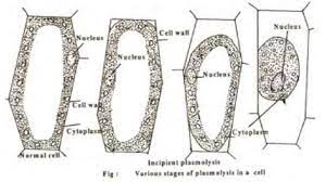 In a plasmolysed plant cell, the space between the contracted protoplasm and cell wall remains filled with the external solution. Plasmolysis And Significance Of Plasmolysis