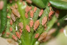 Aphid Immune System Aided By Friendly Bacteria