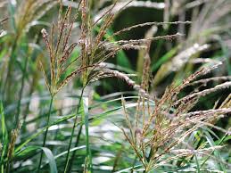 Image result for Miscanthus violaceus