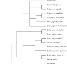 Image result for Strephonema mannii