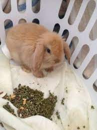 Lop Bunnyrabbit 2 Months Old San Luis Obispo California Amazing Animal Pictures Rabbit Bunny Rabbit