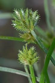 Image result for Cyperus squarrosus