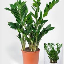 Zamioculcas Vermehren Vom Blatt Zur Neuen Pflanze Pflanzen Stecklinge Pflanzen Indoor