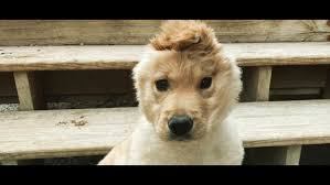 She will be ready for her forever home january 17, 2020. Unicorn Dog With One Ear On Top Of Her Head Is Social Media Sensation Wthr Com