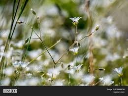 Crocus flowers bloom in a variety of bright colors including purple, lavender, blue, orange, yellow, cream and white. White Wild Flowers Image Photo Free Trial Bigstock