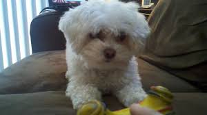 Check spelling or type a new query. Favorite Toy Maltipoo Dog Brie Davis Youtube