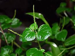 Image result for Peperomia pellucida
