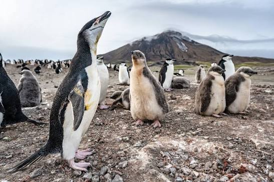 Zavodovski Island hosts the largest penguin colony on Earth, primarily made  up of Chinstrap penguins. During our visit, we were fortunate to also spot  Macaroni and King penguins. Most of our time