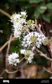 Image result for Pavetta sp. J