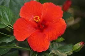 Huge sale on tropical hibiscus now on. Types Of Hibiscus With Their Flowers And Leaves Pictures
