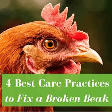 A bloated or swollen abdomen in a chicken could be a symptom of any number of illnesses or health issues, several of which directly or indirectly affect the hen's reproductive system. How To Fix A Broken Beak