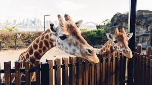 Family Fun Taronga Zoo Nrma Blue Member Benefits The Nrma
