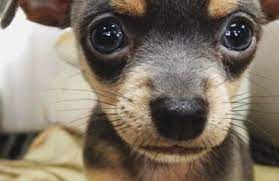 Cheap puppies found on search. Pets Unlimited 3607 Ambassador Caffery Pkwy Lafayette La 70503 Yp Com