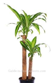 The corn plant, or dracaena fragrans, is so named because it resembles a shoot of corn in appearance. Corn Plant Care Tips Dracaena Fragrans Massangeana