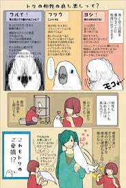漫画 いたずらオウムの生活雑記 977 番外編 トリの相性の良し悪しって マイナビニュース オウム 漫画 いたずら