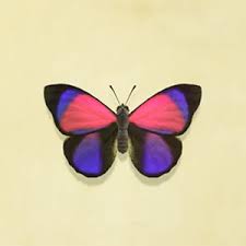 Check spelling or type a new query. Acnh Agrias Butterfly How To Catch Price Animal Crossing Gamewith