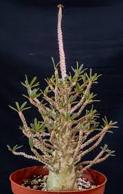 Image result for Dorstenia buchananii