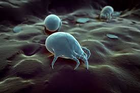 Image result for Dust mite