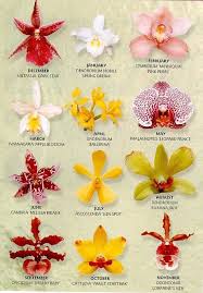 Orchids Paper Flowers Polymer Clay Flowers Clay Flowers