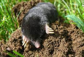 So eyes don't matter to them. How Not To Make A Mountain Out Of Molehills Frosts Garden Centres