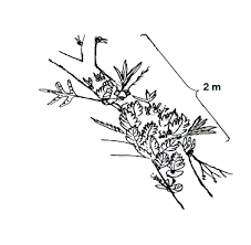 Image result for Vittaria reekmansii