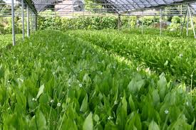 Moon valley nurseries offer the largest selection of trees and plants, landscaping services, landscape design consultations, and landscape services at over 23 locations across the southwest. Florida Aquatic Nurseries