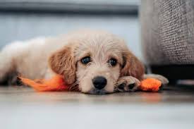 46th annual daytime emmys coverage: Restless Puppy Why Your Puppy Is Unsettled Houndgames