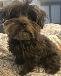 Throw The Toy Mommy Cute Dogs Dog Toys Yorkie Poo