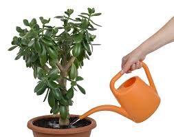 Maybe you would like to learn more about one of these? How To Save A Dying Jade Plant Amaze Vege Garden