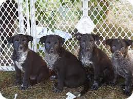 Below are brief descriptions of some of our dogs that are available for adoption. La Crosse Wi Labrador Retriever Meet Puppies A Pet For Adoption