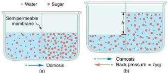 Cell membrane) from an area of higher to an area of lower water potential. What Is Osmosis Class 9 Brainly In