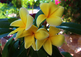 Pin By Christina Barrueta On My Updated Plumeria Collection 2016 Plumeria Frangipani Flowers
