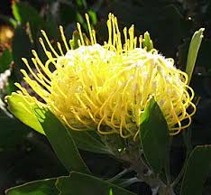 Image result for Leucospermum