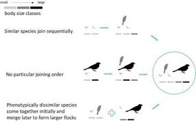 Starlings, when threatened, display amazing flight patterns, such as tightening and. Clumped List Of Frontiers Open Access Articles