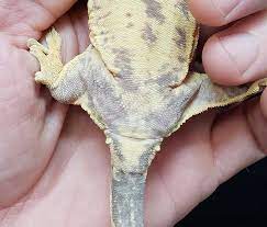 Gecok genjer / leopard gecko with fudgee s reptiles and exotics facebook : Sexing Geckos How To Pangea Reptile